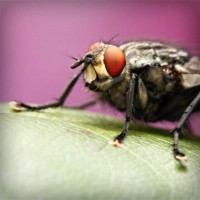 /album/papounet/photolia-a08-jpg/